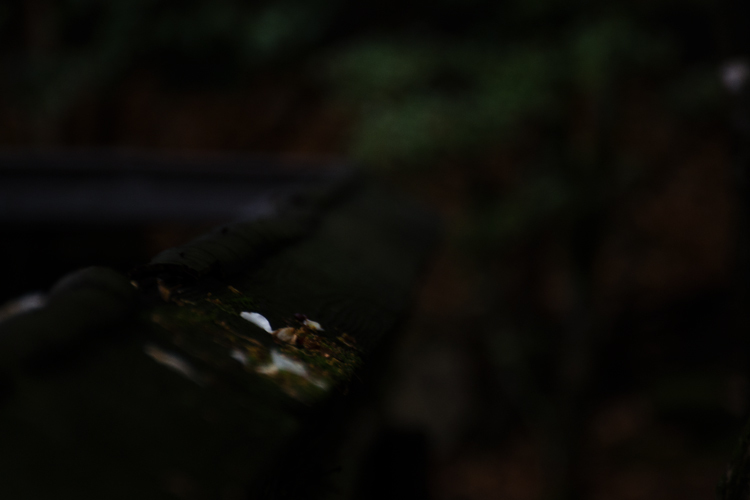 白
