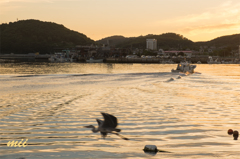 帰港