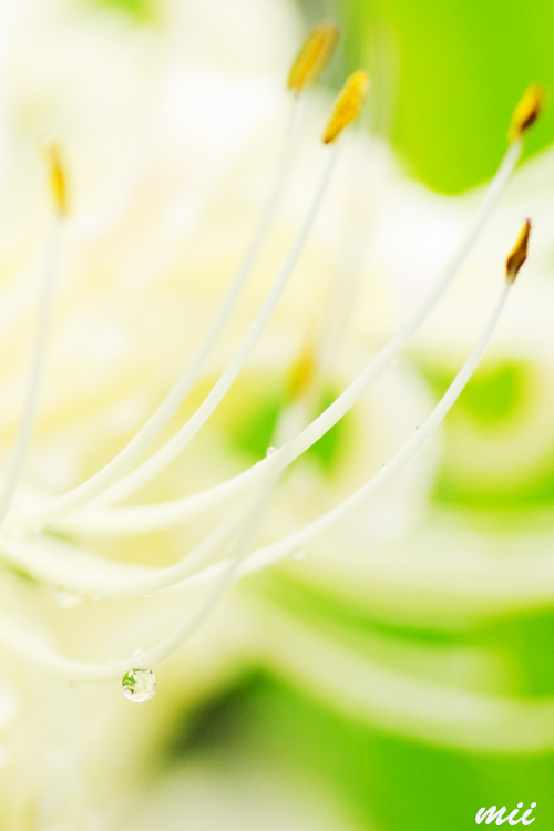 彼岸花　白　雫　その1