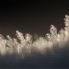 雪の結晶