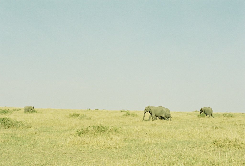 SAFARI