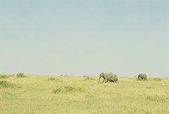 SAFARI
