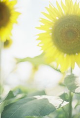 SUMMER