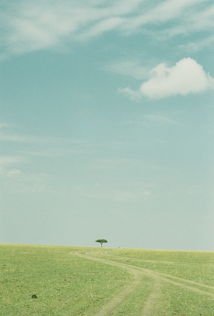 KENYA　SAFARI