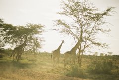 SAFARI
