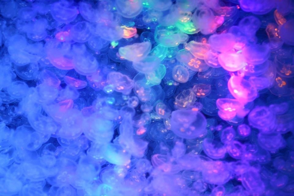紫陽花クラゲ