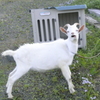 んべえええええ