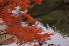 河川敷に紅の葉