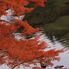 河川敷に紅の葉