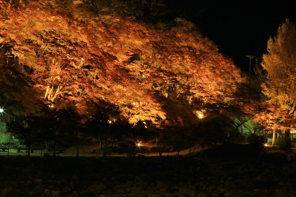 紅葉