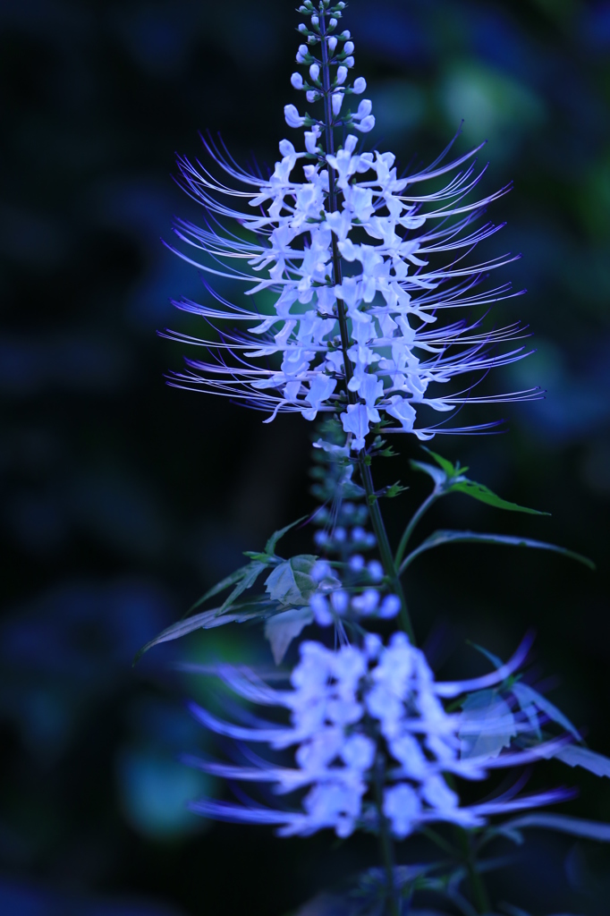 なばなの里の花。