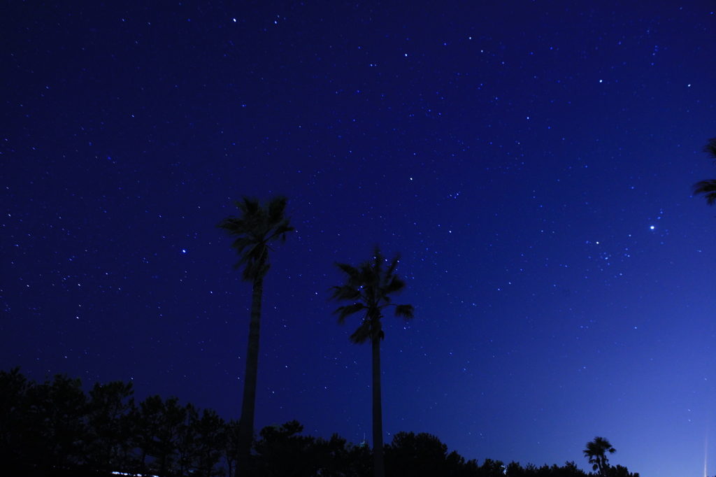 冬の星空とパームツリー