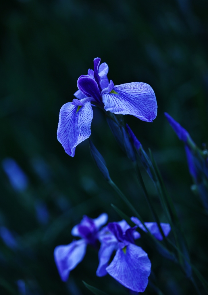 菖蒲の花