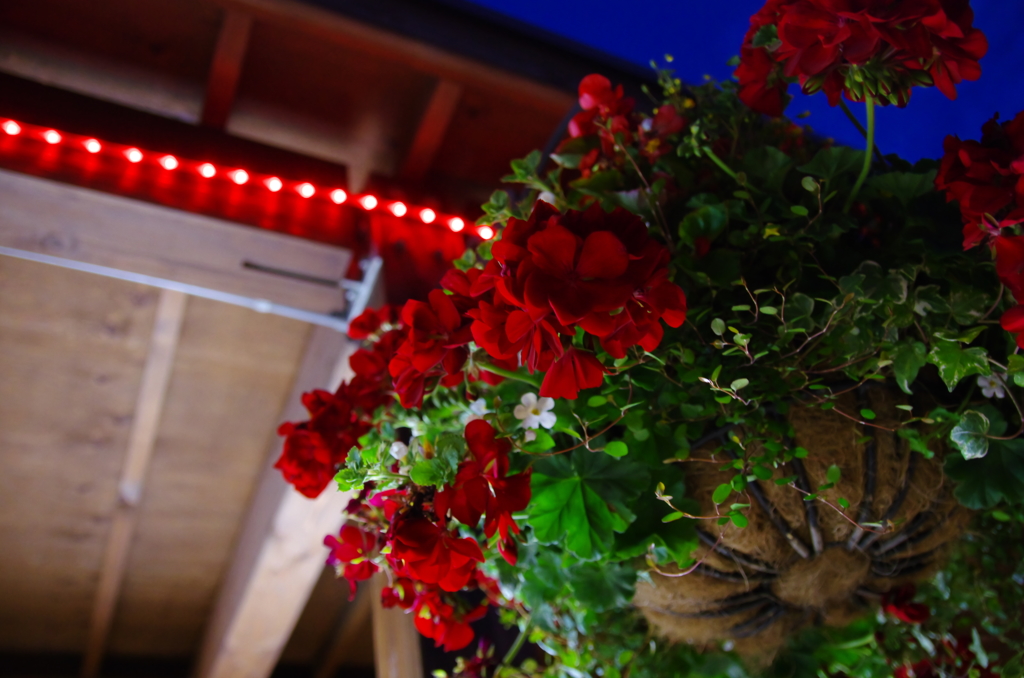 道の駅の花