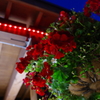 道の駅の花