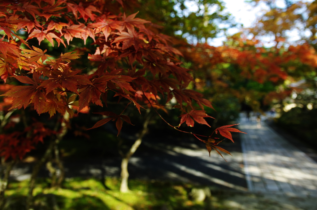 紅葉