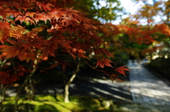紅葉