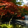 紅葉