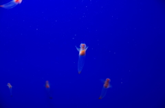 クリオネ