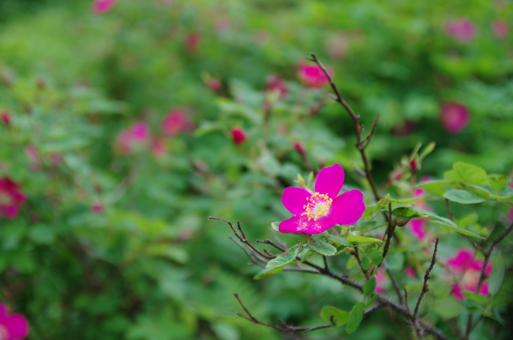 黒岳の花