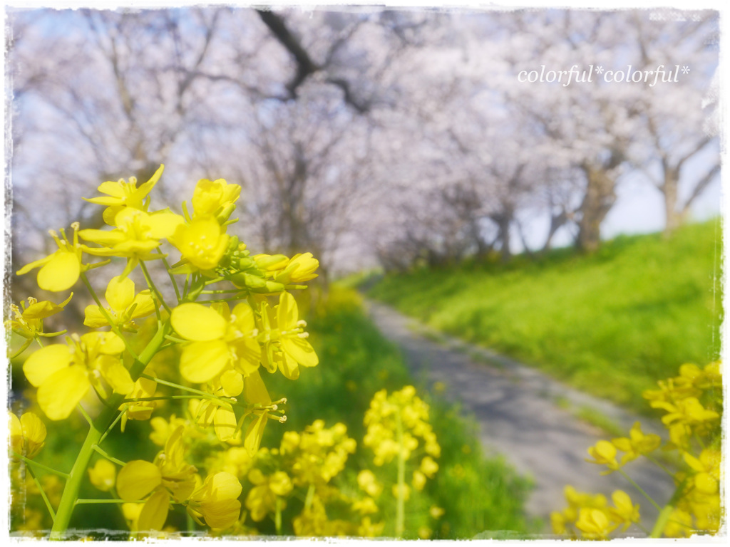 矢部川沿いの桜並木