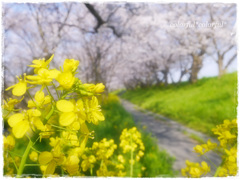 矢部川沿いの桜並木