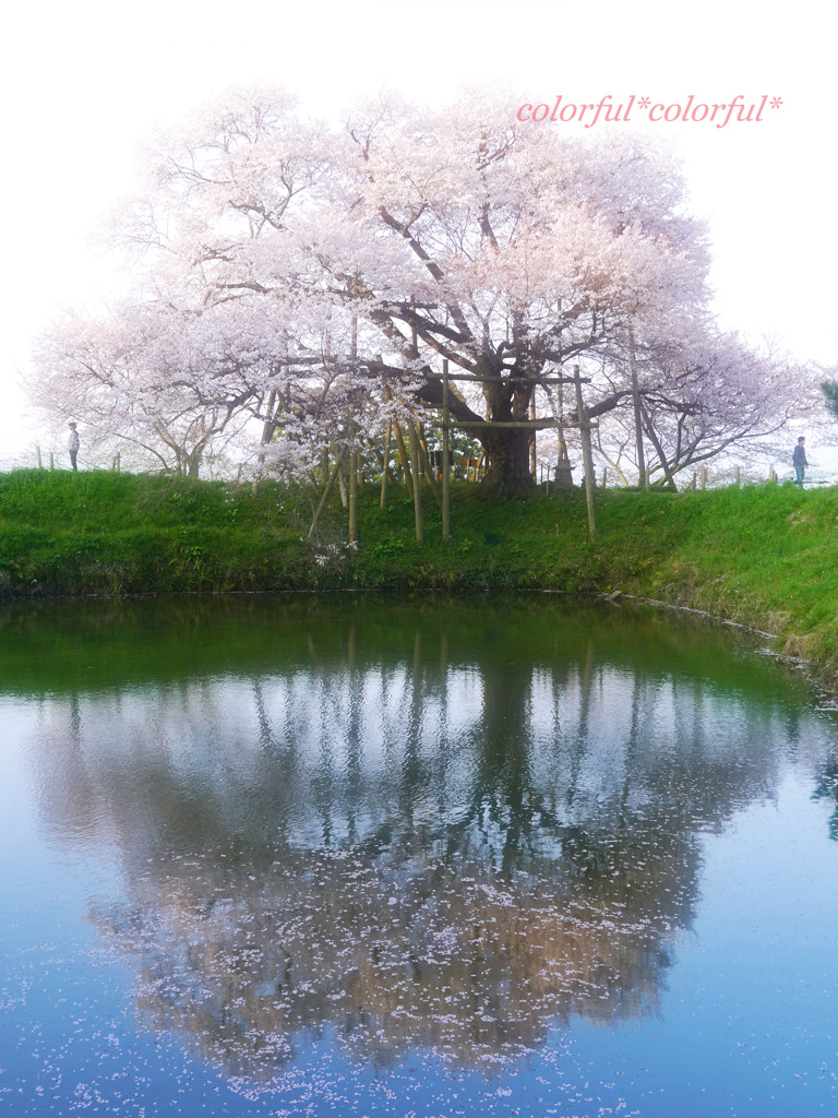 浅井の一本桜　　3