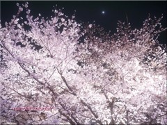 P1070833のコピー