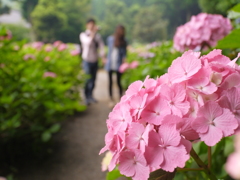 紫陽花