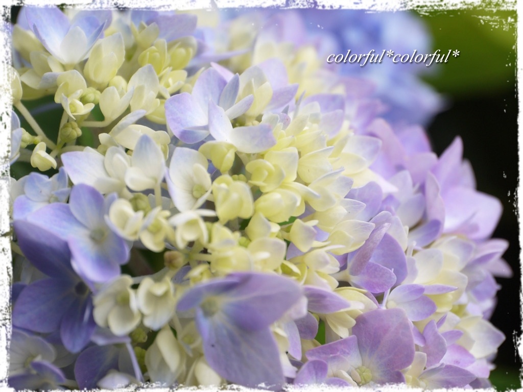 紫陽花1