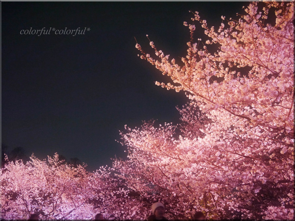 舞鶴公園の夜桜
