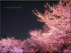 舞鶴公園の夜桜