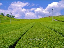 茶畑　3