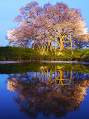 浅井の一本桜　4