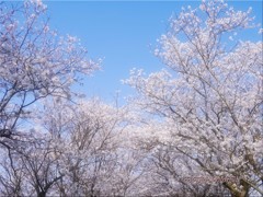 矢部川沿いの桜並木