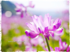 蓮華草　2