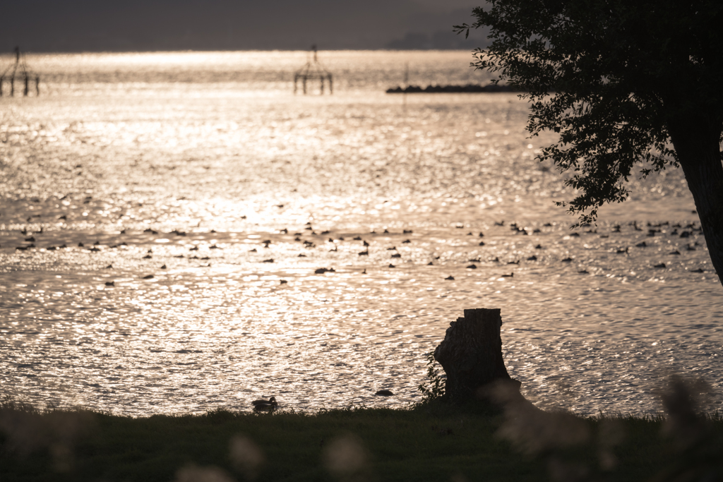 湖北のシーズン到来