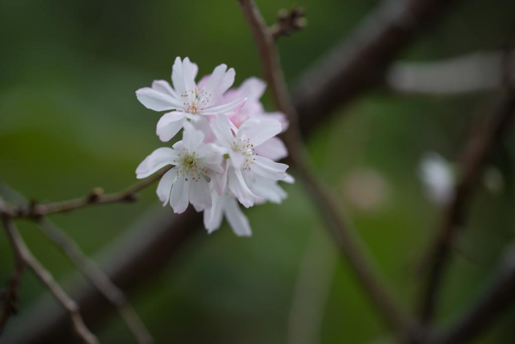 寒桜