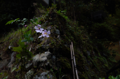 花二輪、石垣に咲く