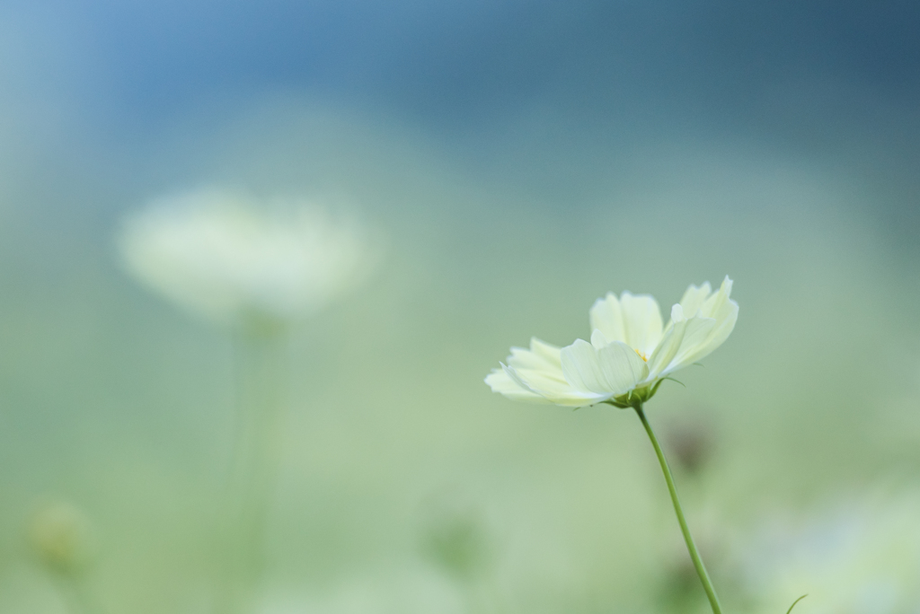 2016年のコスモス10