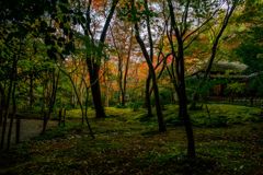 祇王寺　奥から