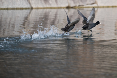 水上おいかけっこ　その2