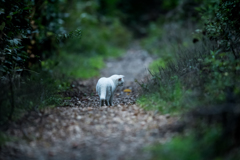 白猫の散歩