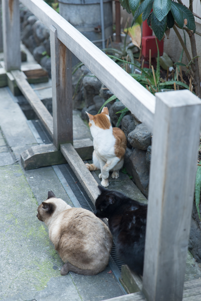 顔出しNGな猫たち