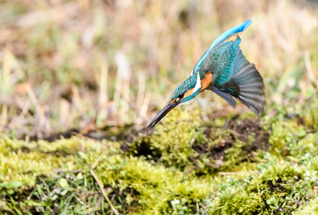 カワセミ 005　それ行け！その2