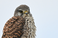 2026_チョウゲン008_286