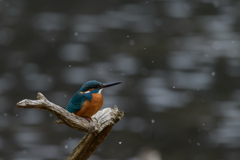 雪の中のカワセミ