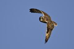 2025_コミミズク003_268