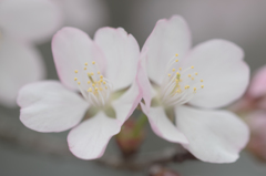 双子桜