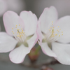 双子桜